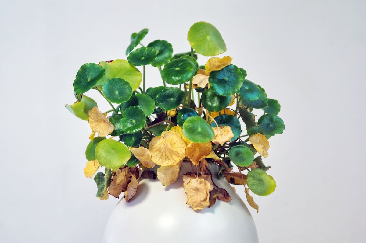 A pilea with yellowed and collapsed lower leaves.