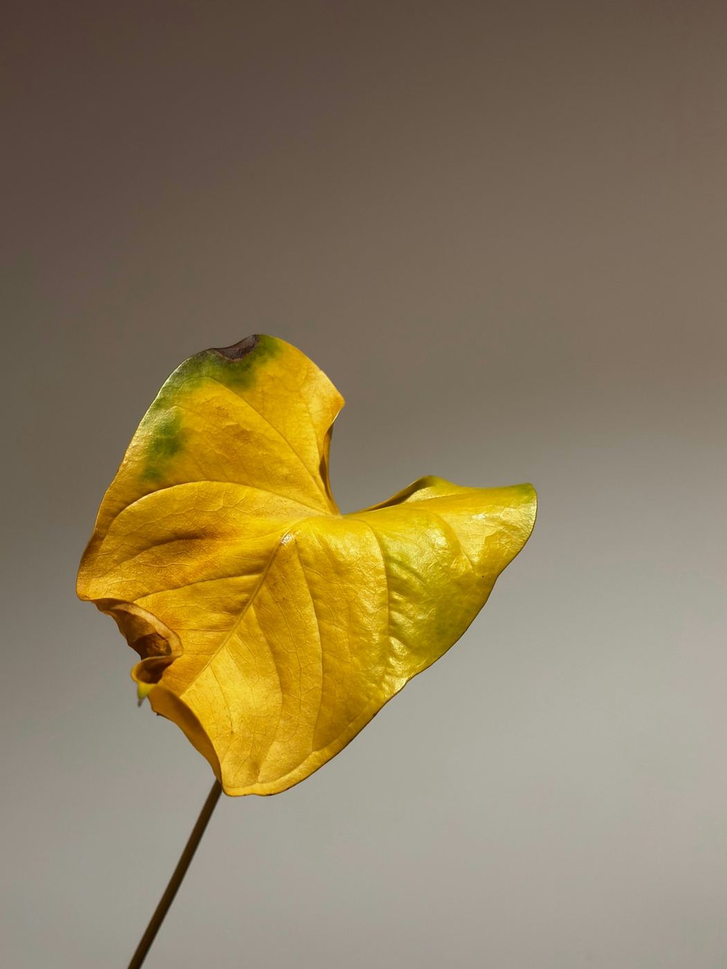 A single yellowing leaf with browning edges.