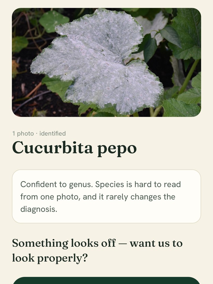 The identification screen naming the species from one photograph.